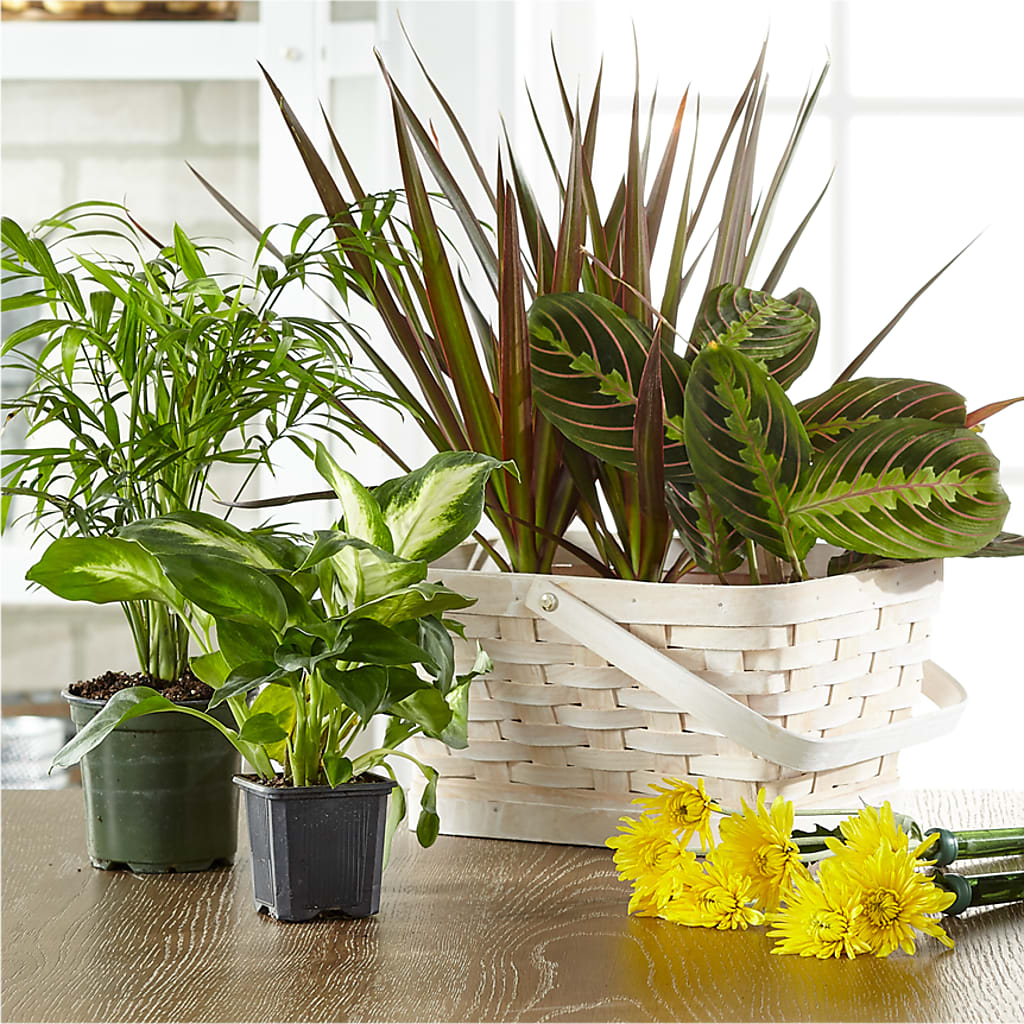 Florist Designed Blooming and Green Plants in a Basket – Blooming Designs By Michelle, Oakdale MN