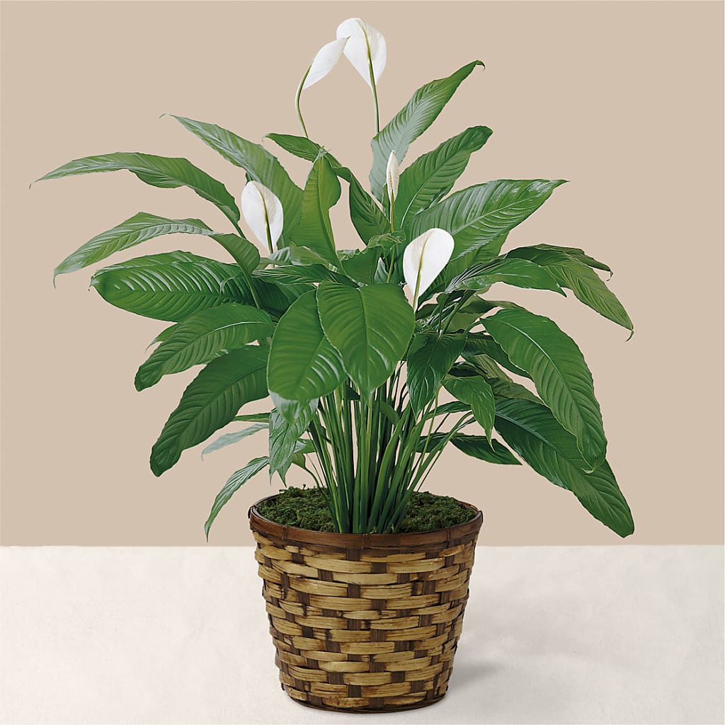 Tranquil Moments Peace Lily Plant – Blooming Designs By Michelle, Oakdale MN
