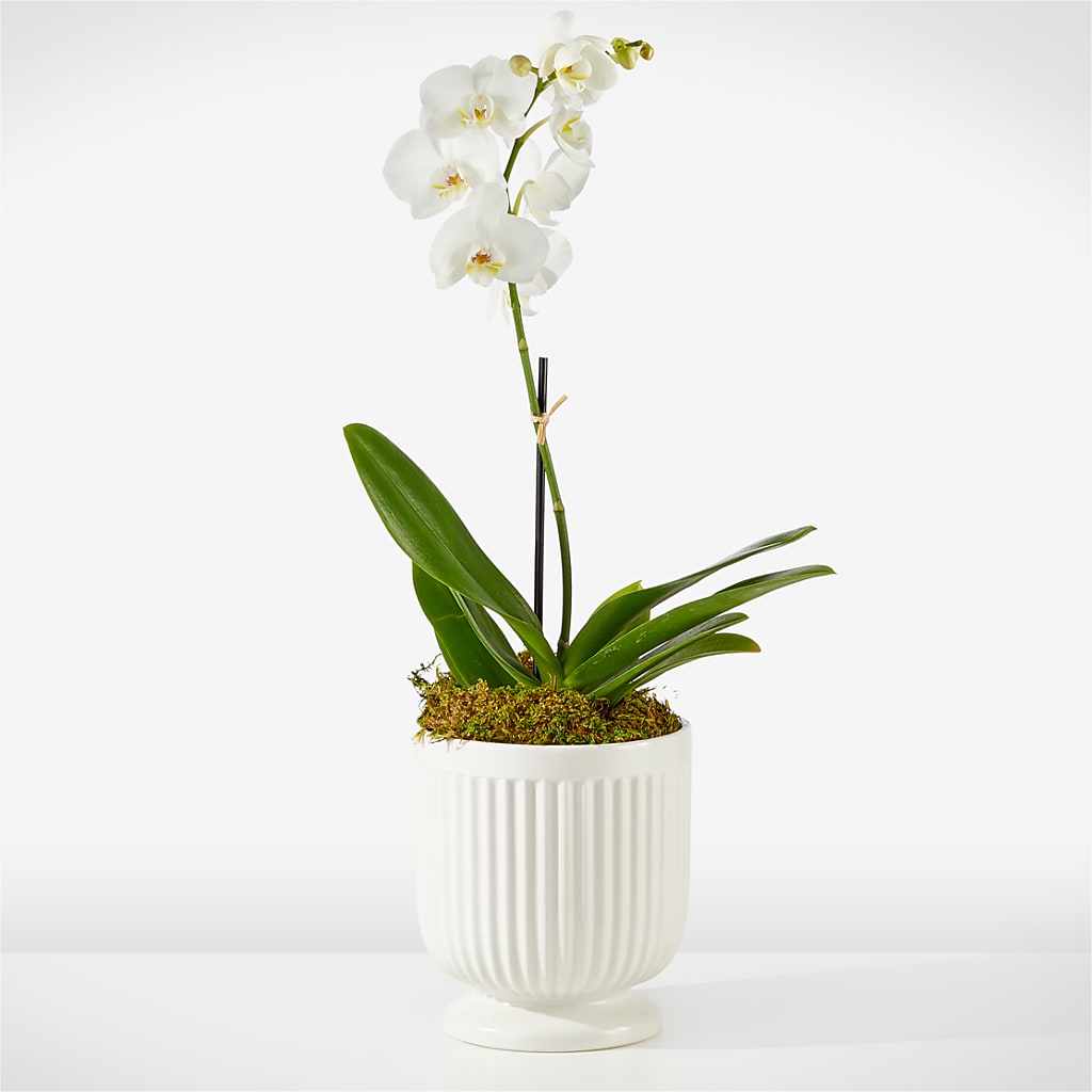 Whispering White Orchid – Blooming Designs By Michelle, Oakdale MN