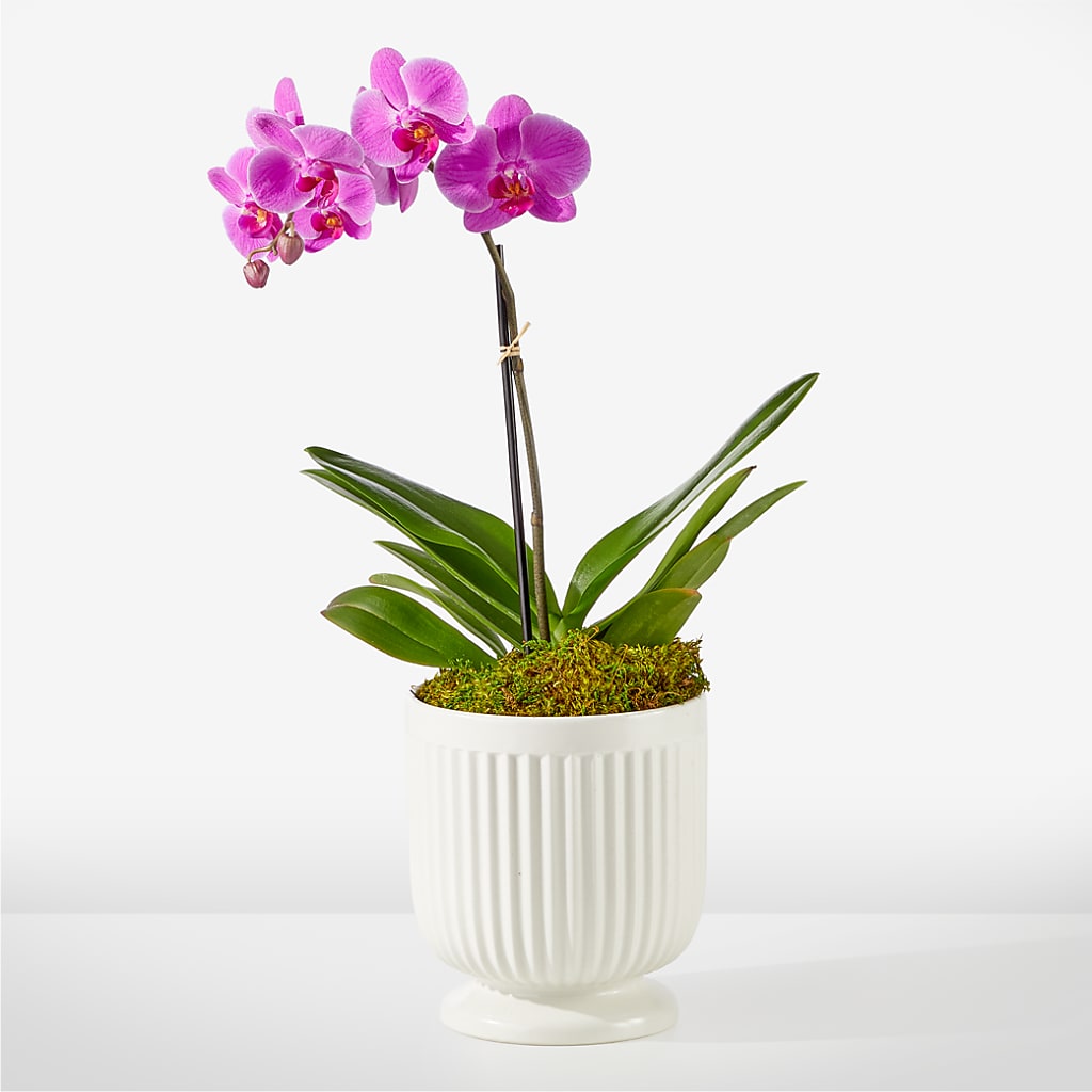 Friendly Fuchsia Orchid – Blooming Designs By Michelle, Oakdale MN