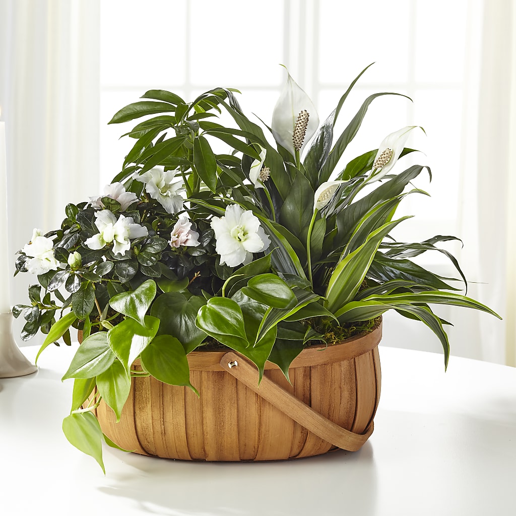 Serene Dishgarden – Blooming Designs By Michelle, Oakdale MN