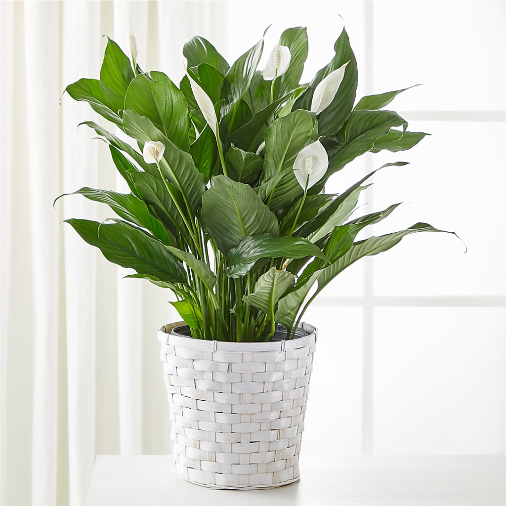 A New Leaf Peace Lily – Blooming Designs By Michelle, Oakdale MN