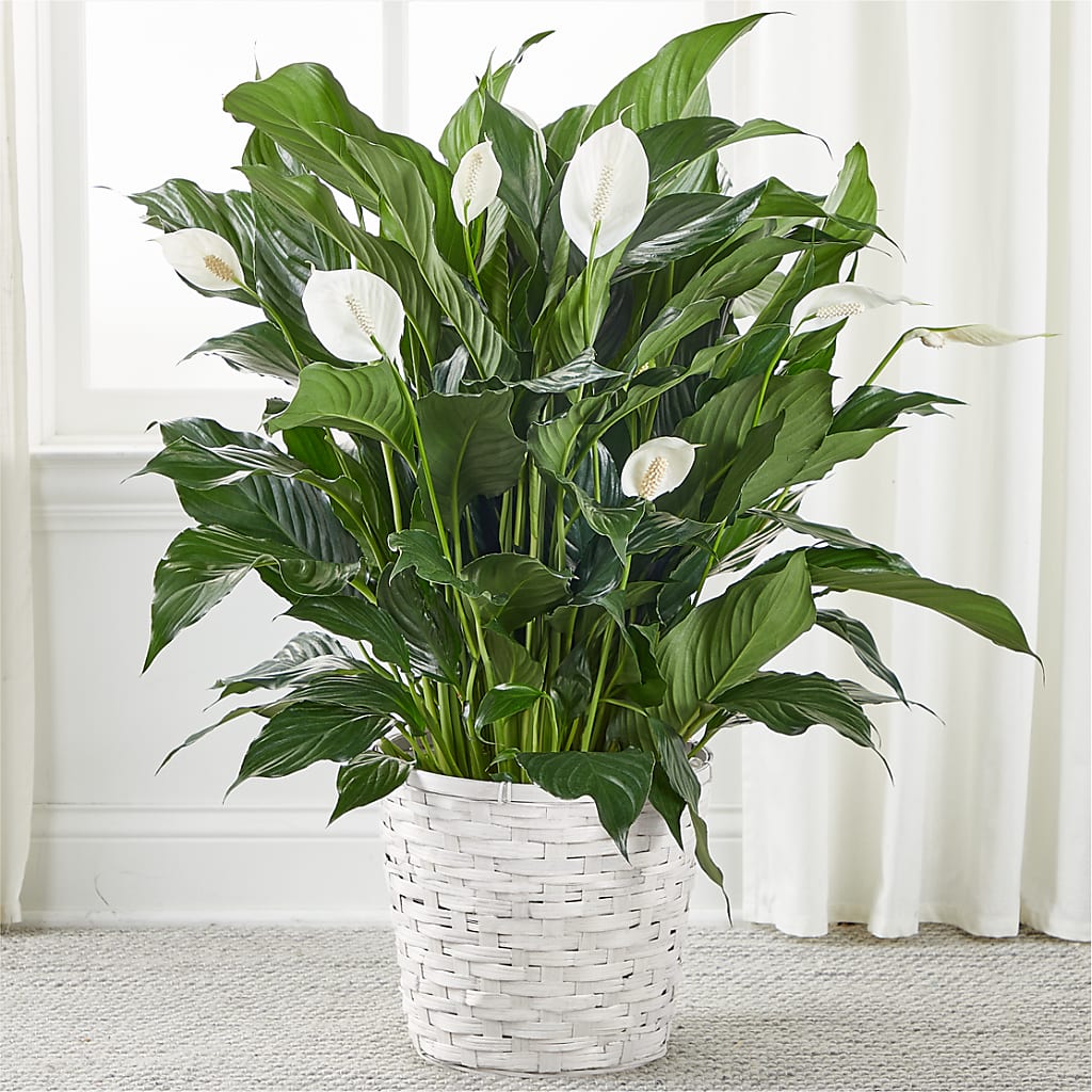 A New Leaf Peace Lily – Blooming Designs By Michelle, Oakdale MN