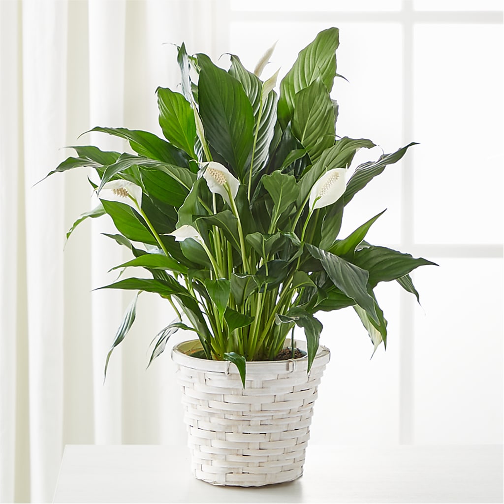 A New Leaf Peace Lily – Blooming Designs By Michelle, Oakdale MN