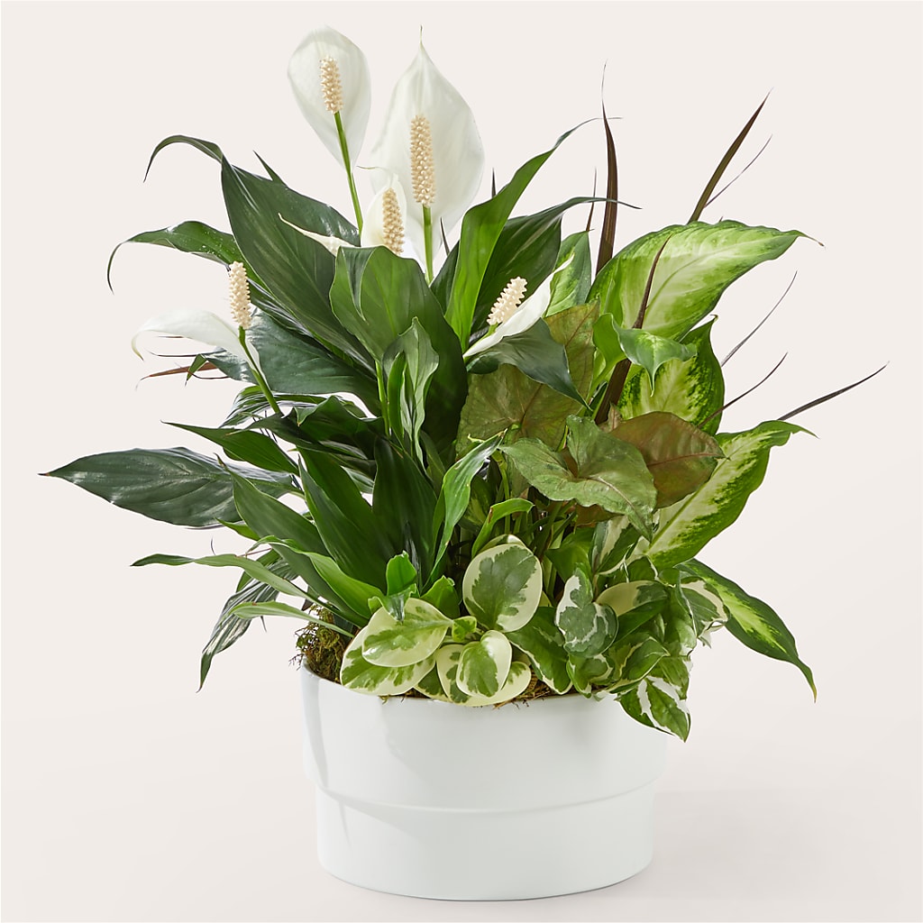 Radiating Positivity Dishgarden – Blooming Designs By Michelle, Oakdale MN