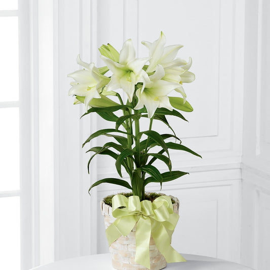 Easter Lily Plant