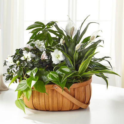 Serene Dishgarden –  Blooming Designs By Michelle, Oakdale MN