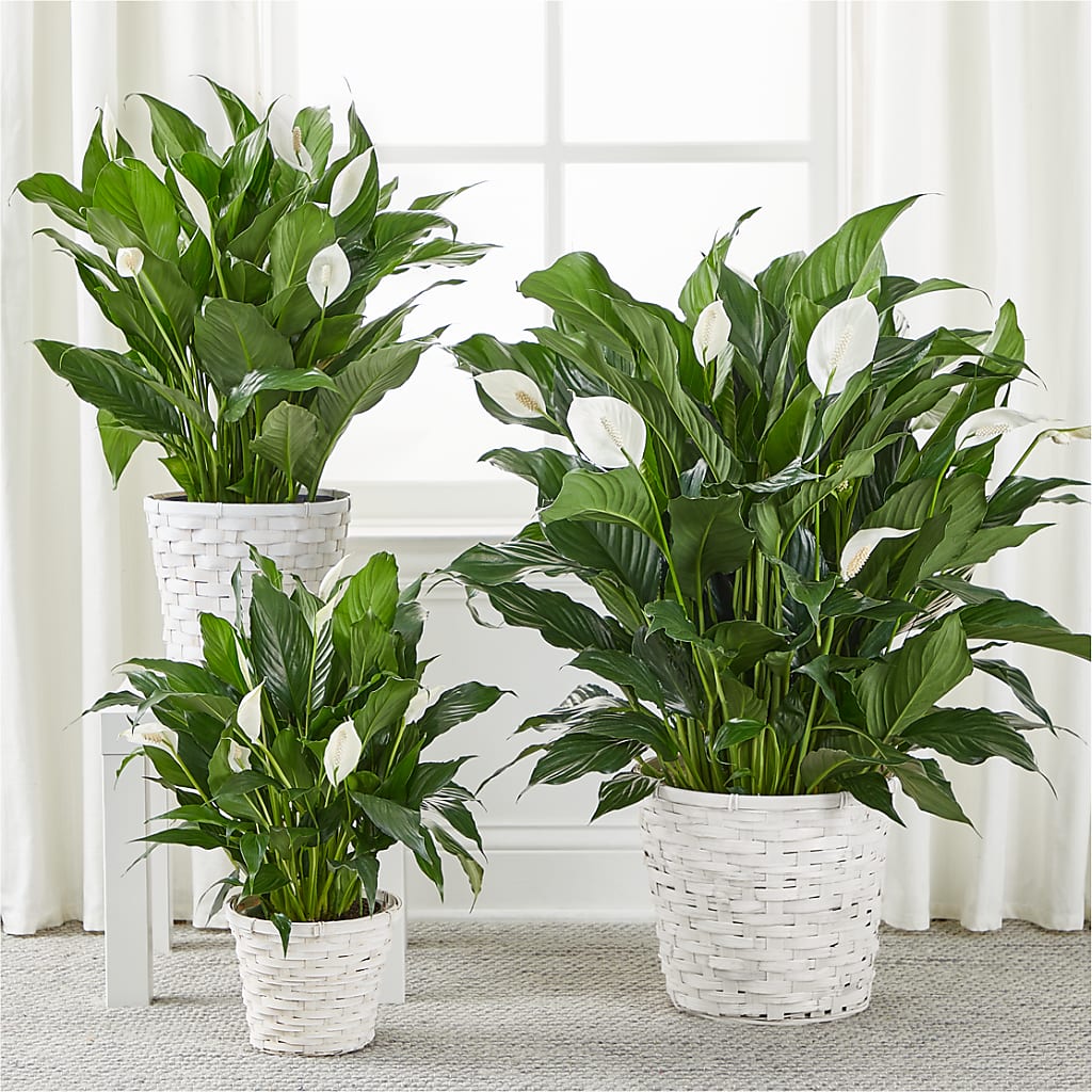 A New Leaf Peace Lily –  Blooming Designs By Michelle, Oakdale MN